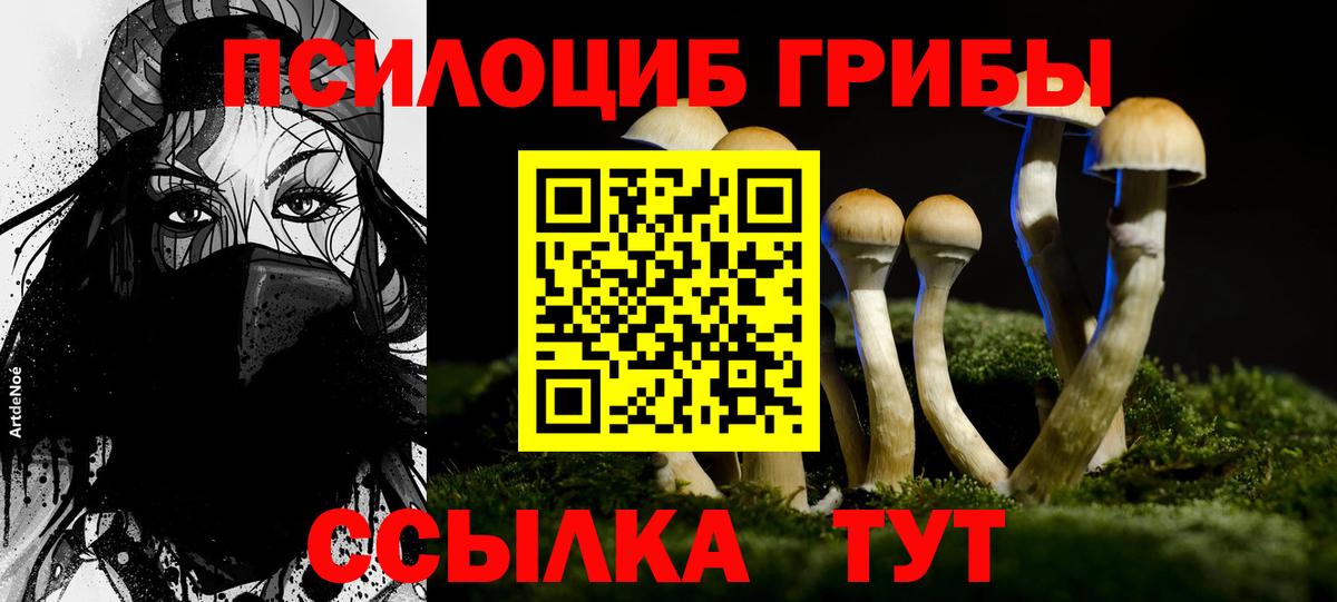Галлюциногенные грибы Psilocybine cubensis Чернушка